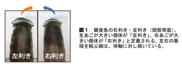 鱗食魚の右利き・左利き（提供：富山大学・竹内勇一助教）