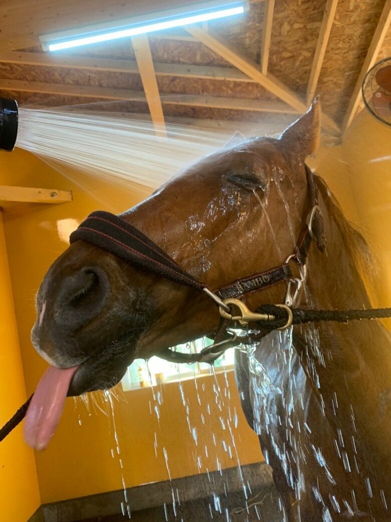シャワー中のアドマイヤジャパン