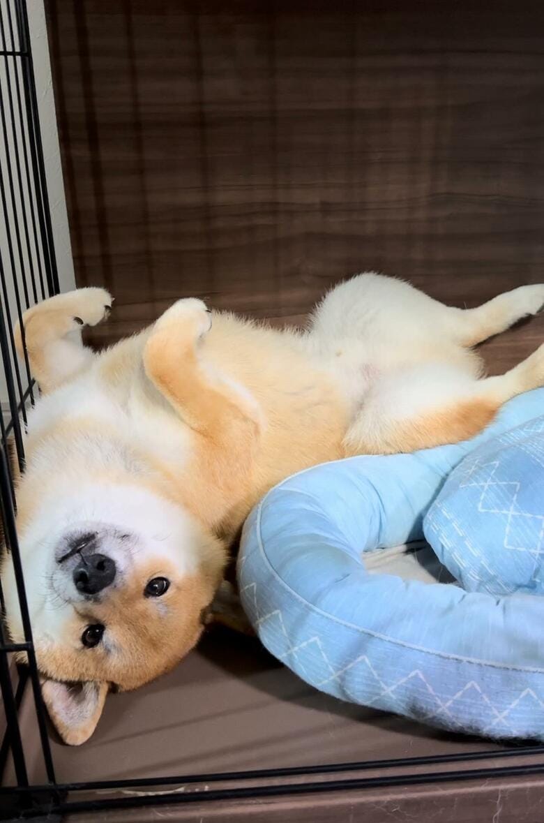 提供：柴犬ぽてとさん