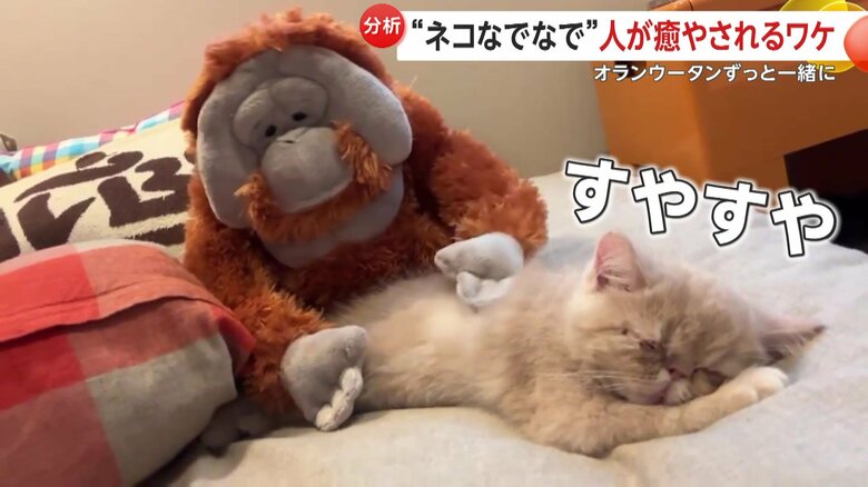 なでられるこまるくん