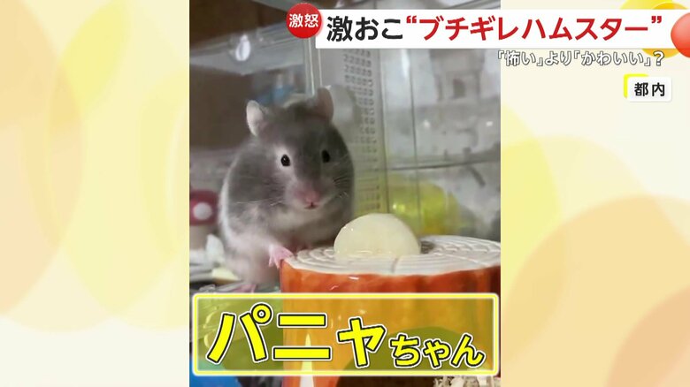 普段のパニャちゃん（視聴者撮影）