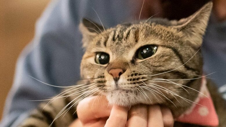 愛らしさでお客さんの心をつかむ