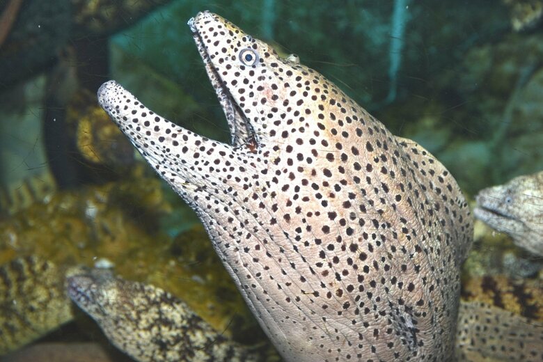 ニセゴイシウツボ（提供：すさみ町立エビとカニの水族館）