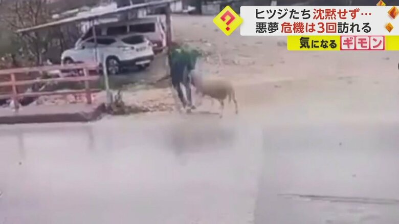 道路を横断中の男性に突然ヒツジが体当たりする瞬間⑥