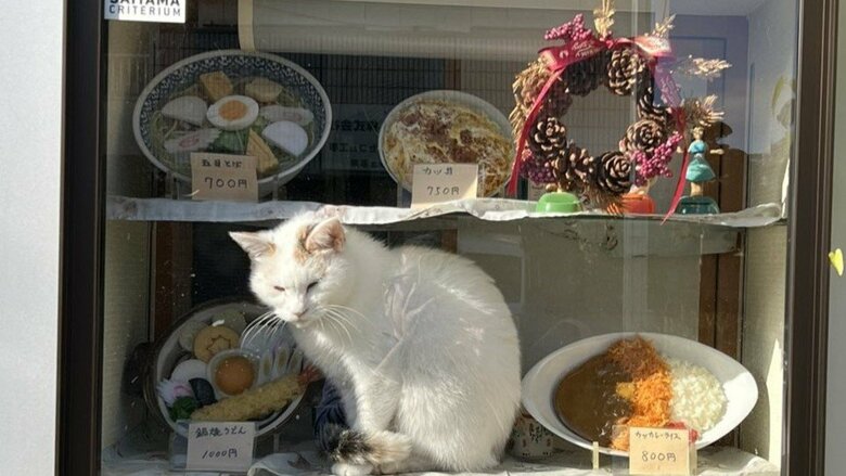 コンちゃん