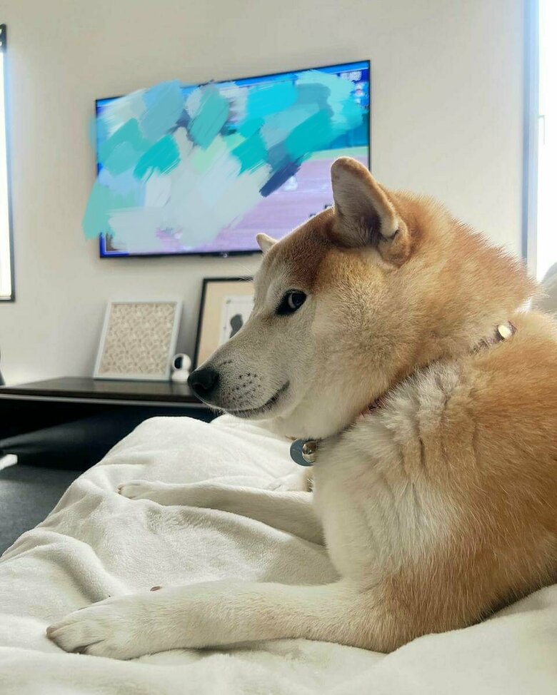 提供：柴犬 sasuke_紗助さん