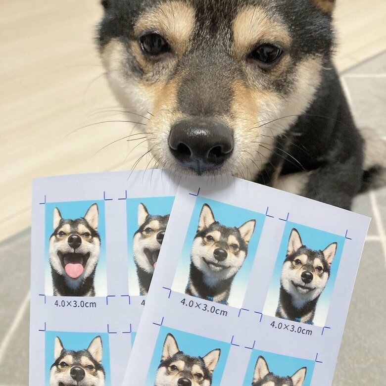 証明写真を撮影しました