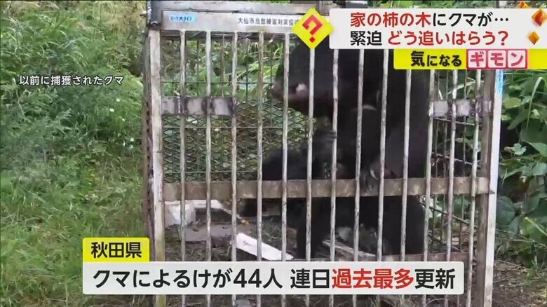 秋田県のクマによるけがの被害は、連日過去最多を更新中