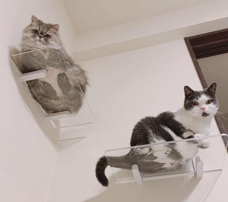 写真左がとろろちゃん、右がごまくん