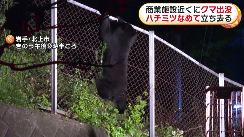 成獣とみられる大きさで、器用にフェンスを乗り越える