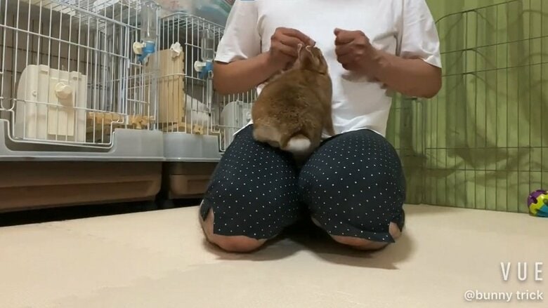 膝に乗ってくる