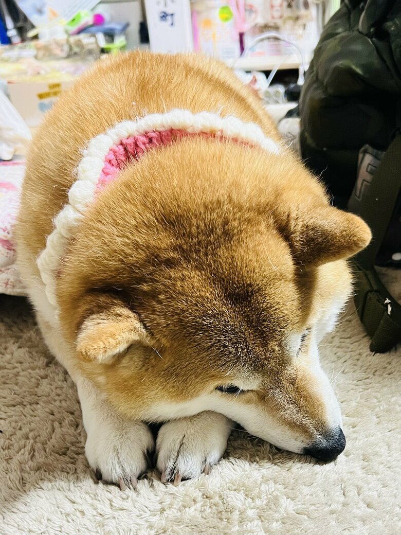 画像提供：柴犬ハナさん