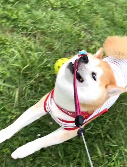 リードがからまっちゃうヒナちゃん