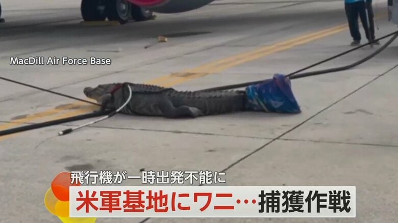 アメリカ・フロリダ州の空軍基地に迷い込んだワニ