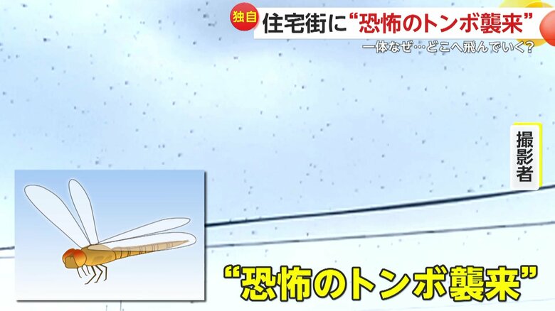 「恐怖のトンボ襲来ってとこですかね」と語った撮影者（8日午後5時過ぎ、福島・郡山市の住宅街）
