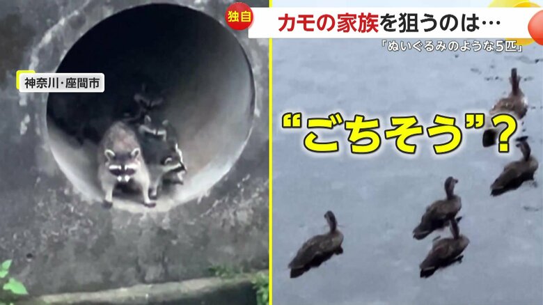 アライグマの子どもたちにとって、おなかいっぱいのごちそうになりそうカモの家族