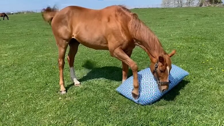 何だこれ？と足で踏んだり