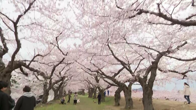 4月28日にサクラが満開になった函館市