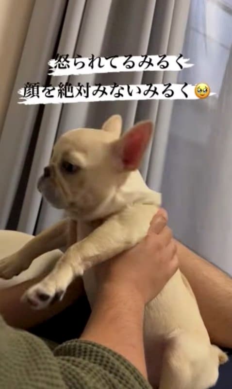 提供：みるくちゃん