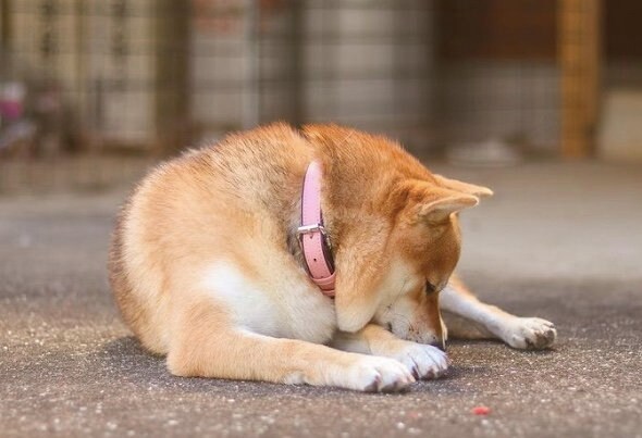 提供：shiba_mugi_さん