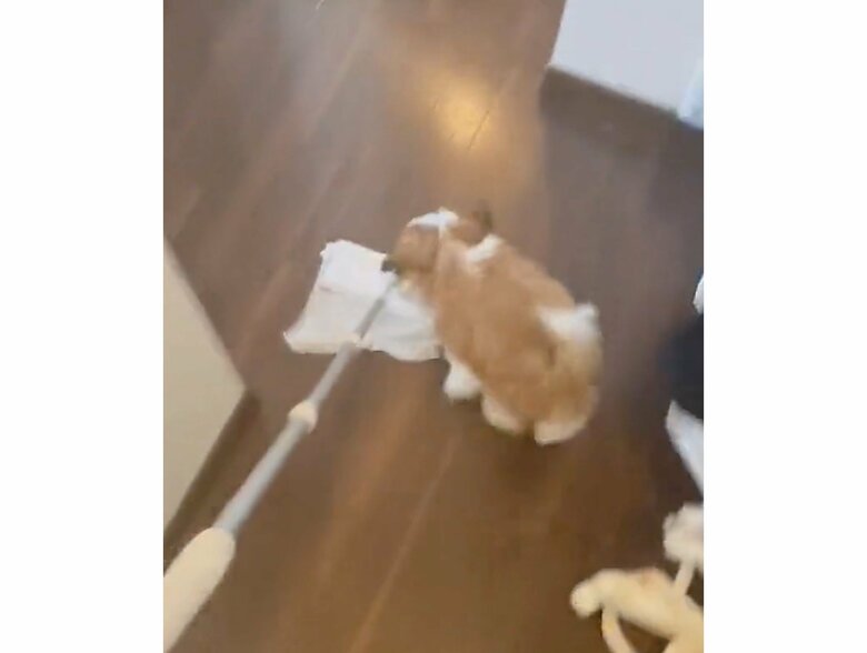 提供：空飛ぶシーズー奈々さん