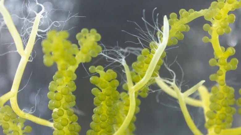 海ぶどうの成長途中の様子。白みかかった部分が盛んに成長しているという（提供：有本さん）