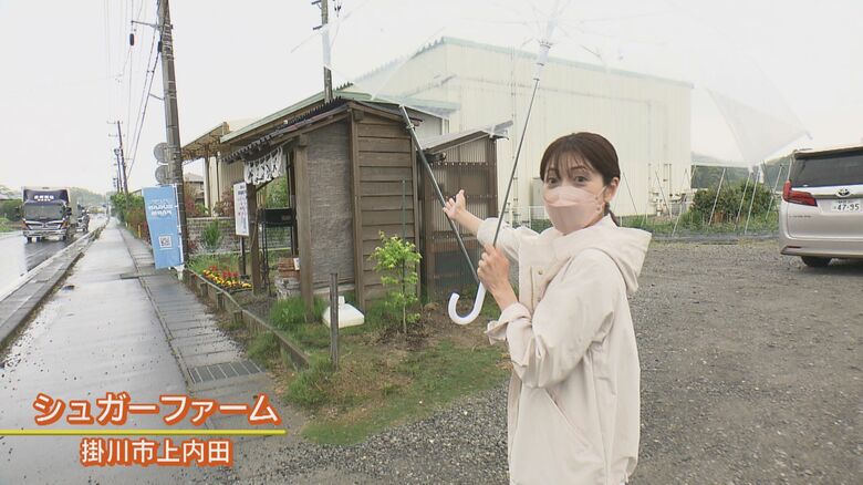 北村花絵アナウンサー （静岡・掛川市）