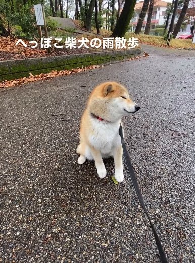 提供：柴犬こむぎさん