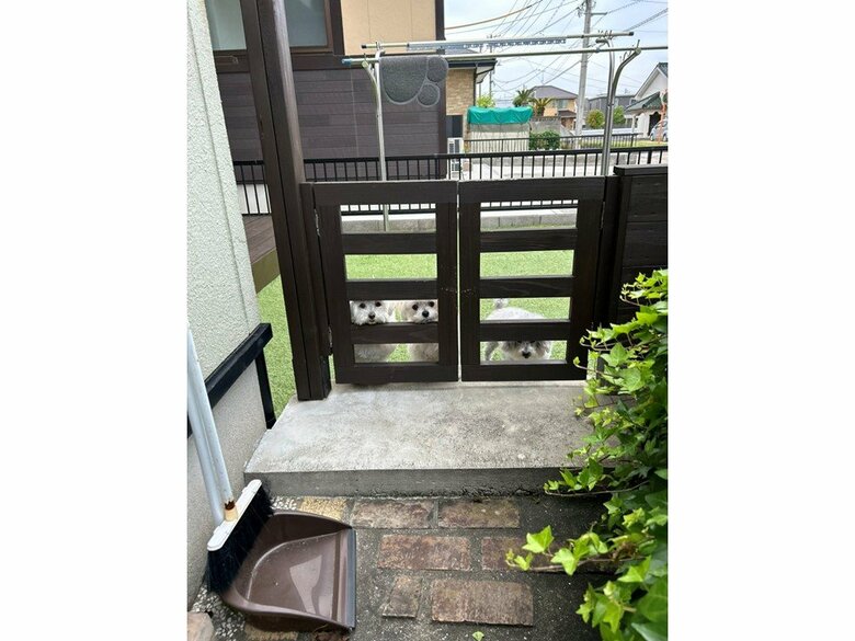 （画像：飼い主さん提供）