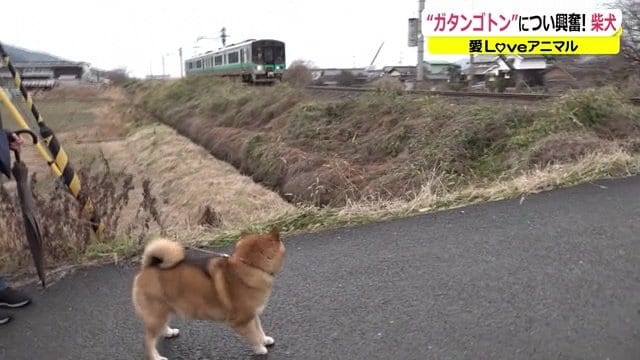 電車を見るため遮断機の近くまでダッシュ