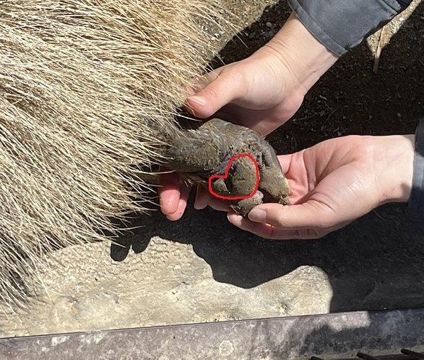 カピバラの肉球