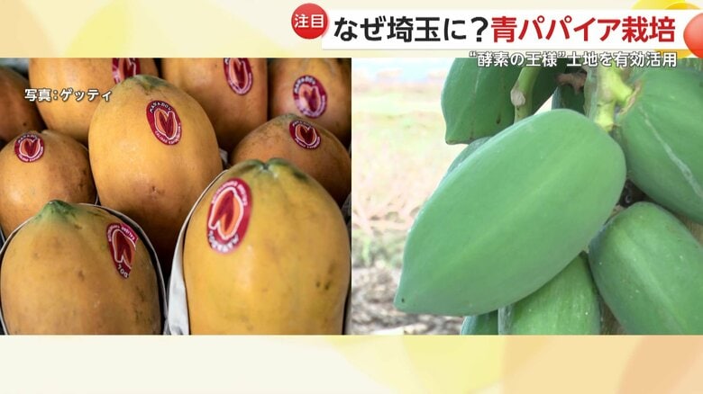 普通の甘いパパイア（左）と青パパイア（右）