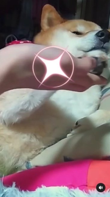 提供：柴犬スティーブch【コーギーと猫を添えて】さん