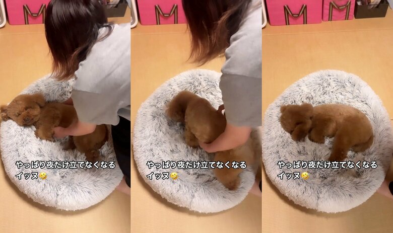 一瞬立つが、すぐ立てなくなってしまう（提供：Leo トイプードルさん）