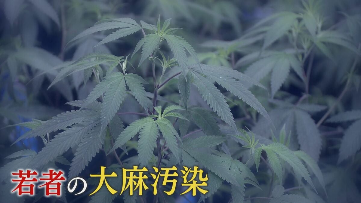 若者の間で広がる“大麻”汚染…20歳未満の検挙者数は9年で約15倍に 合法