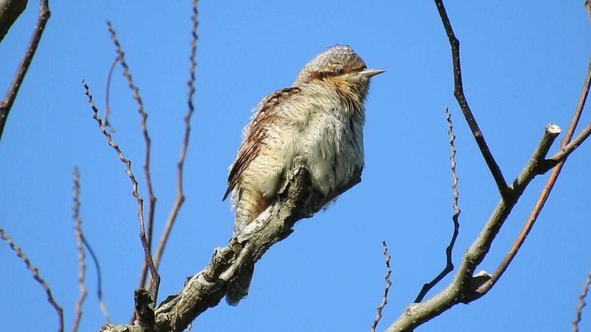 全国から反響 “野鳥の魅力”を四コマ漫画やSNSで発信 鳥を愛する女性が
