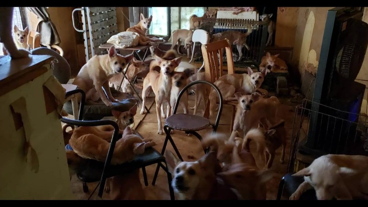 飼育 崩壊 犬 多頭