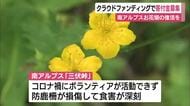 クラウドファンディングで寄付金募集　南アルプス花畑の復活を