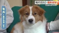 極端に怖がりな野犬の子が「別人」ならぬ「別犬」に明るく変身　家族の愛情に包まれて元気に成長中のモカ君　福井　