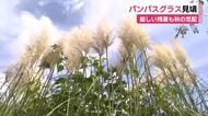 ススキの仲間・パンパスグラスが見頃　厳しい残暑続くなか秋の気配