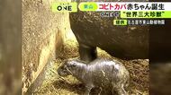 世界三大珍獣の一つ『コビトカバ』の赤ちゃんが誕生 名古屋の東山動植物園で「コユリ」が3年ぶりに出産