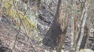 長野・木曽町の山林火災は「鎮圧状態」に　延焼の危険なくなる　人や建物の被害なし