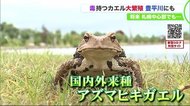 4日間で1200匹捕獲…毒をもつ外来種