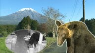 飼育していたニワトリ全てを食べられ…クマの目撃情報が3倍に急増　その原因は“木の病気”か【静岡発】