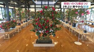 色づいたツバキの花が競演「南砺いのくち椿まつり」