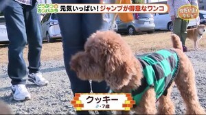 やる気満々のジャンプ見て!飛べ飛べワンコ【どうぶつのカンパネラ】富士宮市