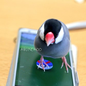 宿題しないので取り上げたゲーム機を 見張る 文鳥に くそぅ 悶絶する息子が微笑ましい 宿題しないので取り上げたゲーム機を 見張る 文鳥に くそぅ 悶絶する息子が微笑ましい