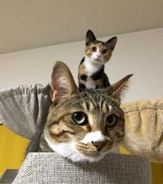 ランドセルに乗って 通学 する猫が話題 まさか学校まで一緒に行くの 聞いてみた ランドセルに乗って 通学 する猫が話題 まさか学校まで一緒に行くの 聞いてみた