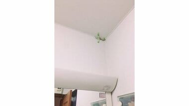 天井から草が生えてきた!? “ゾンビ”のような生命力に27万いいね…投稿者と植物のその後【今年私バズりました】