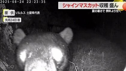 ハクビシン・クマに食べられ100万円以上の被害も「山の中の畑だから共存する」　ことしのシャインマスカットは夏の暑さで甘さ強い【山形発】